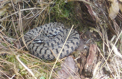 Escursione NM nella divina foresta spessa e viva