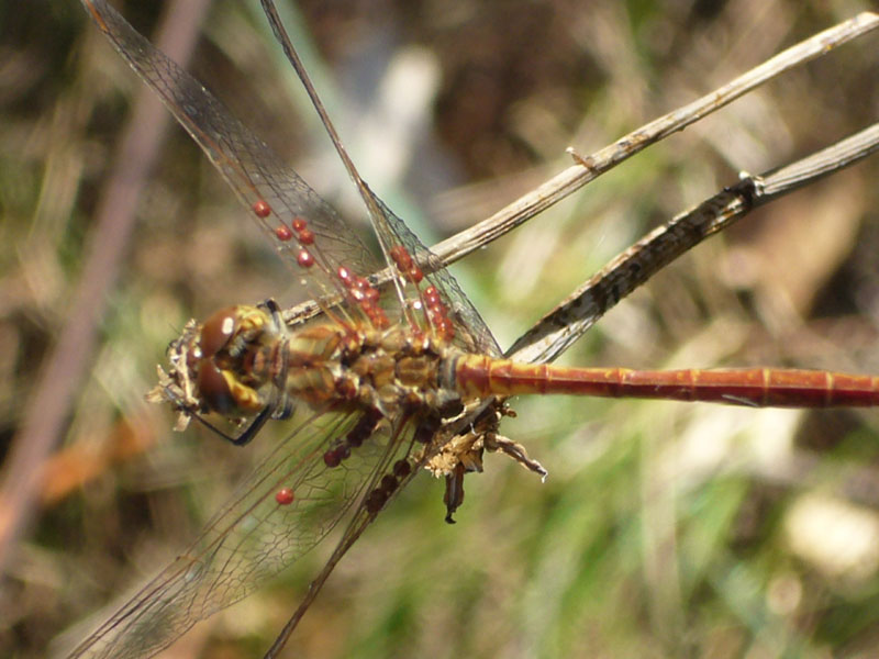 Acari parassiti di libellula