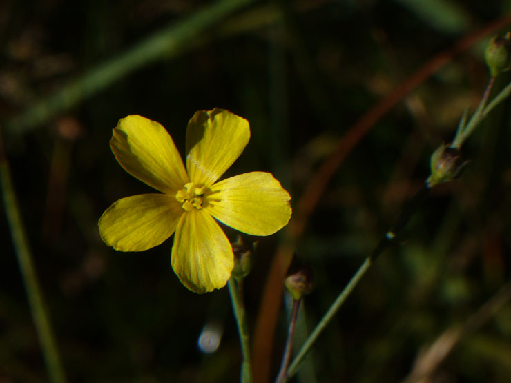 Linum a confronto