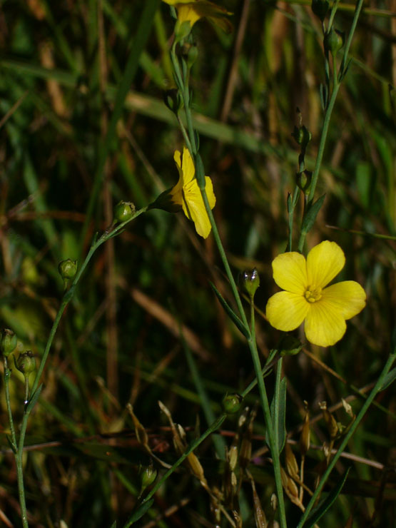 Linum a confronto