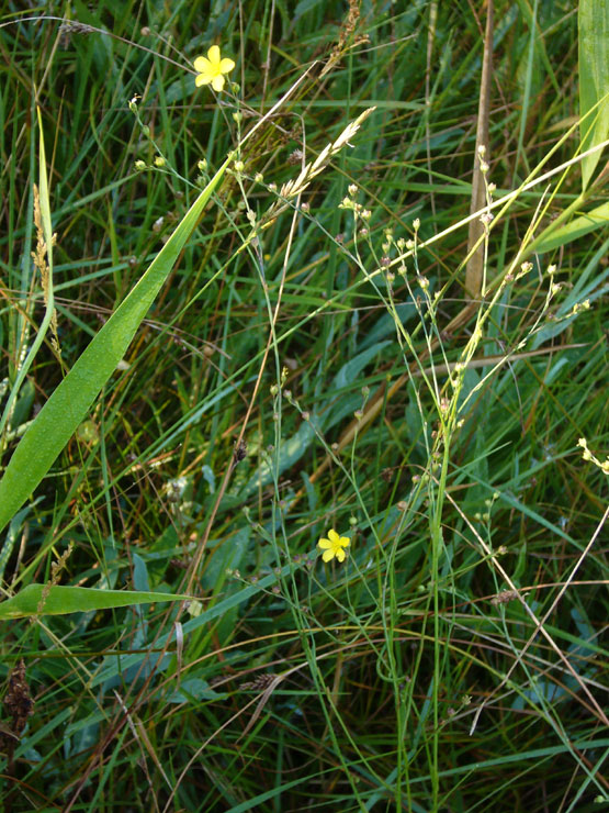 Linum a confronto