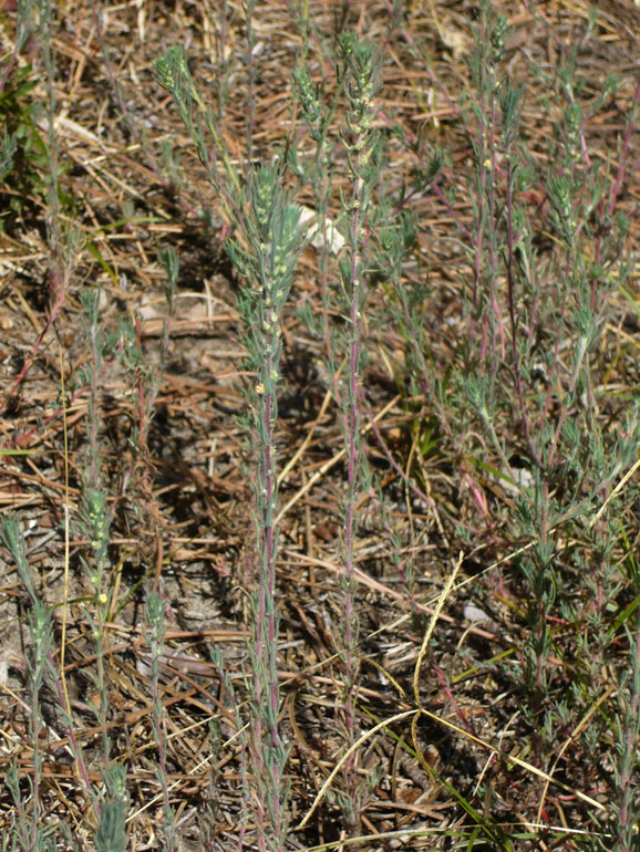 Bassia laniflora (=Kochia arenaria) / Granata arenaria