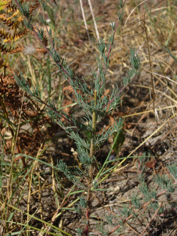 Bassia laniflora (=Kochia arenaria) / Granata arenaria
