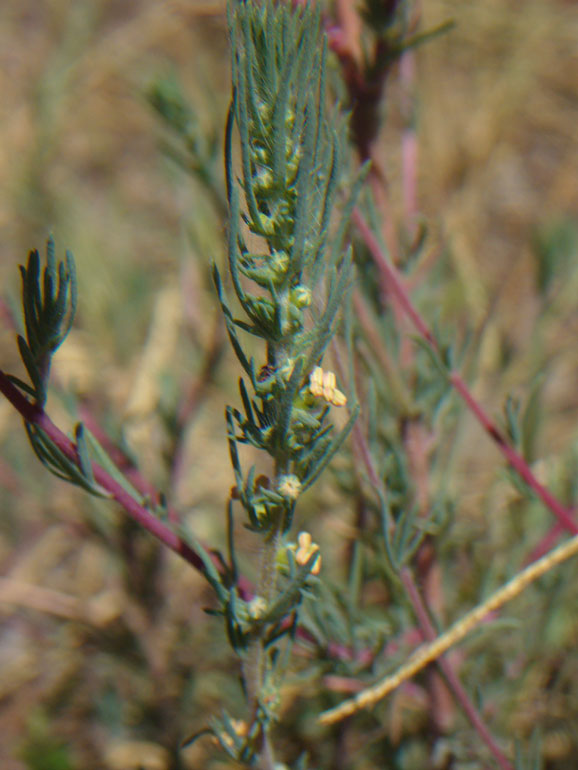 Bassia laniflora (=Kochia arenaria) / Granata arenaria