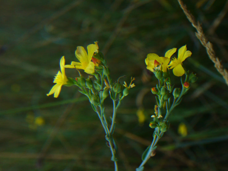 Linum a confronto