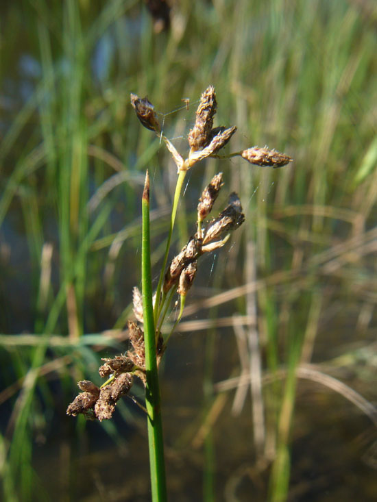 Schoenoplectus litoralis