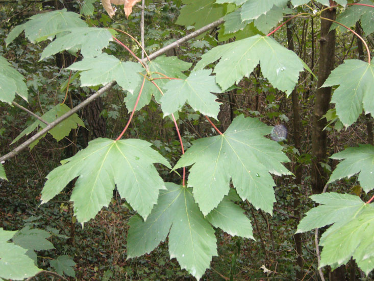 Acer pseudoplatanus / Acero di Monte