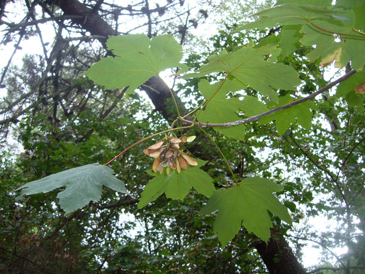 Acer pseudoplatanus / Acero di Monte