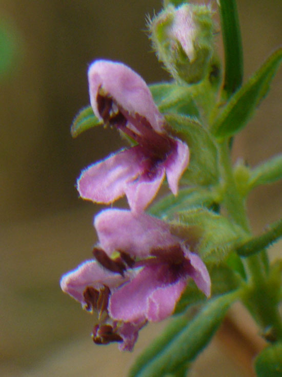 Odontites (=rubra) vulgaris / Perlina rossa