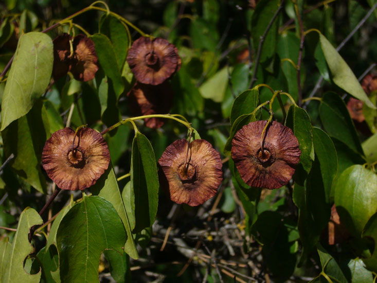 Paliurus spina-christi / Marruca