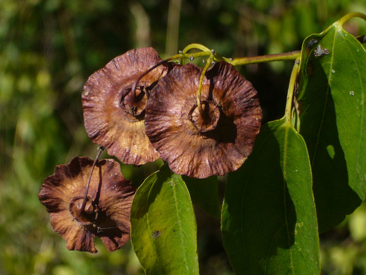 Paliurus spina-christi / Marruca