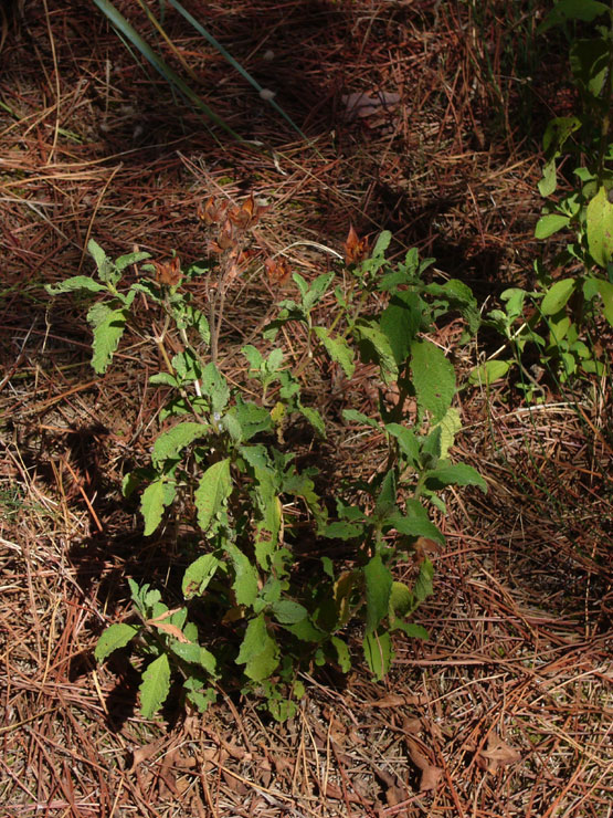 Cistus creticus subsp. erocephalus (=Cistus incanus) / Cisto rosso