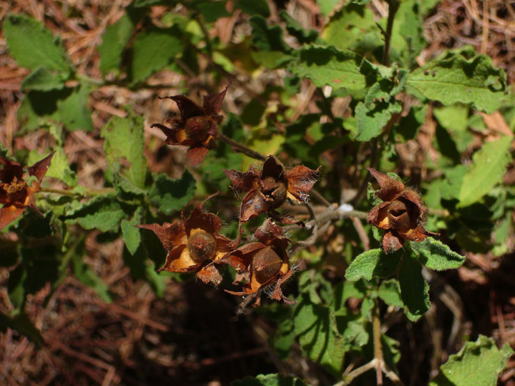 Cistus creticus subsp. erocephalus (=Cistus incanus) / Cisto rosso