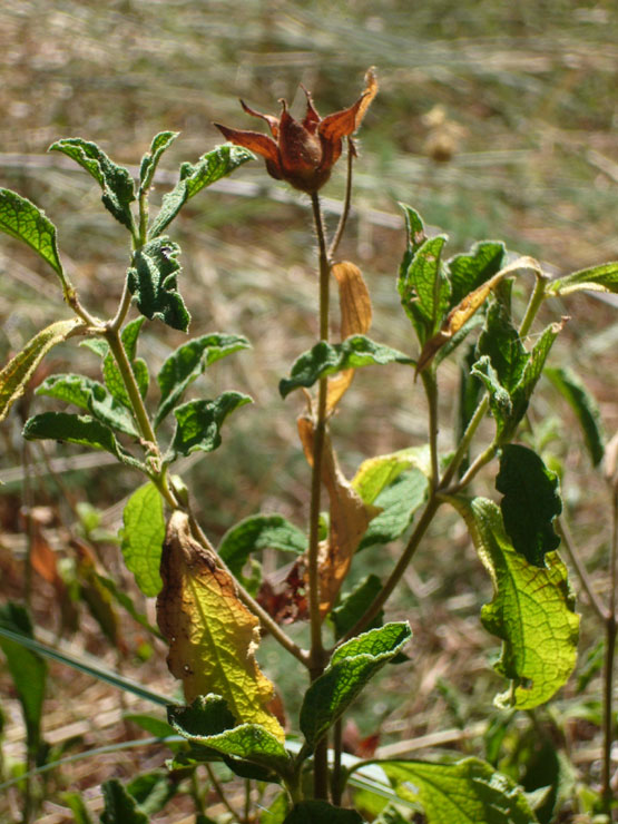 Cistus creticus subsp. erocephalus (=Cistus incanus) / Cisto rosso