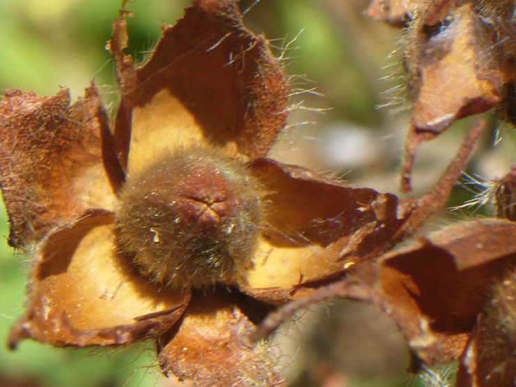 Cistus creticus subsp. erocephalus (=Cistus incanus) / Cisto rosso