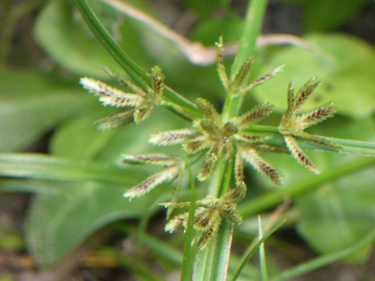 Cyperus fuscus / Zigolo nero