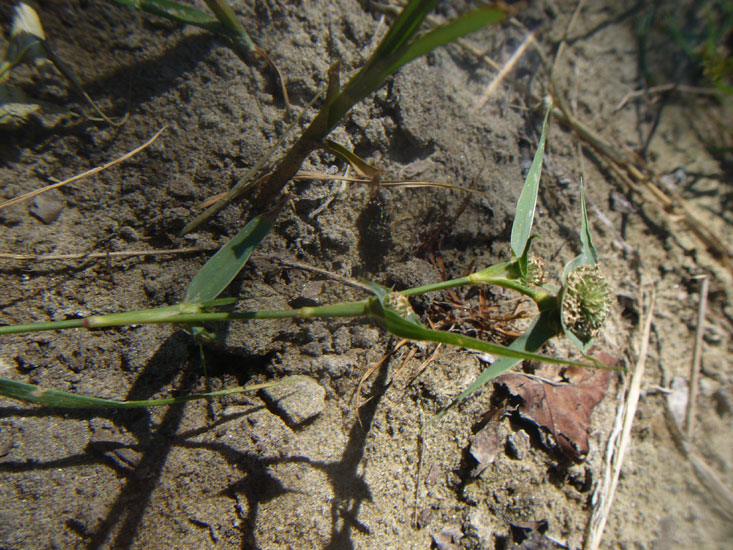 Crypsis aculeata / Brignolo spinoso
