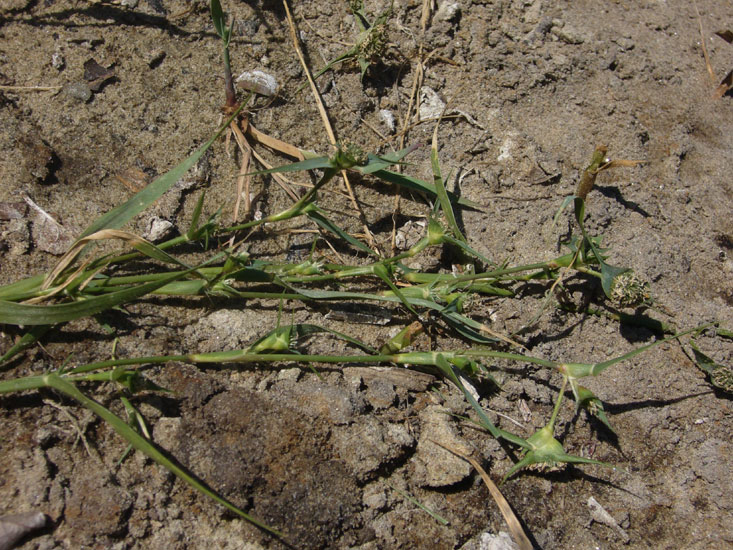 Crypsis aculeata / Brignolo spinoso