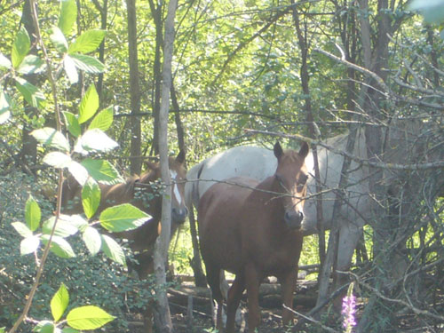 Escursione NM nella divina foresta spessa e viva