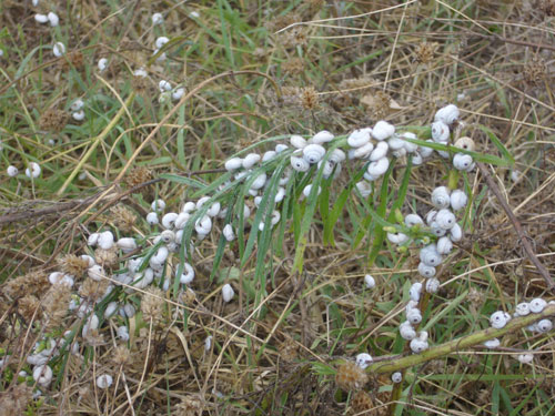 Escursione NM nella divina foresta spessa e viva