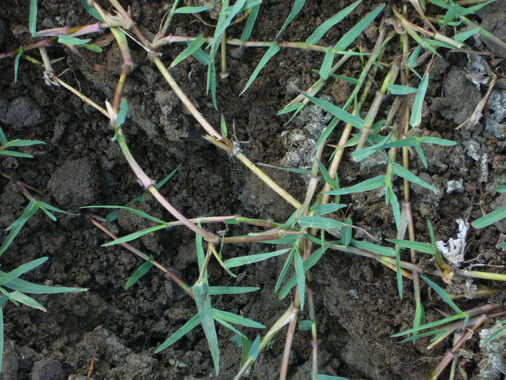 Paspalum paspaloides / Panico acquatico