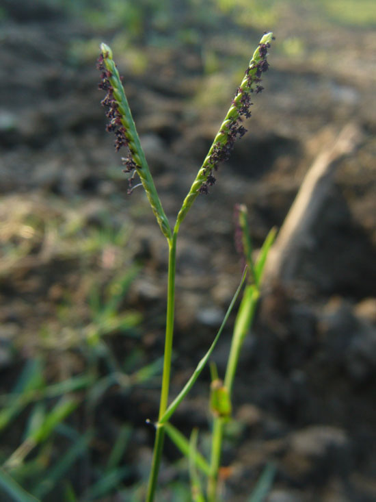 Paspalum paspaloides / Panico acquatico
