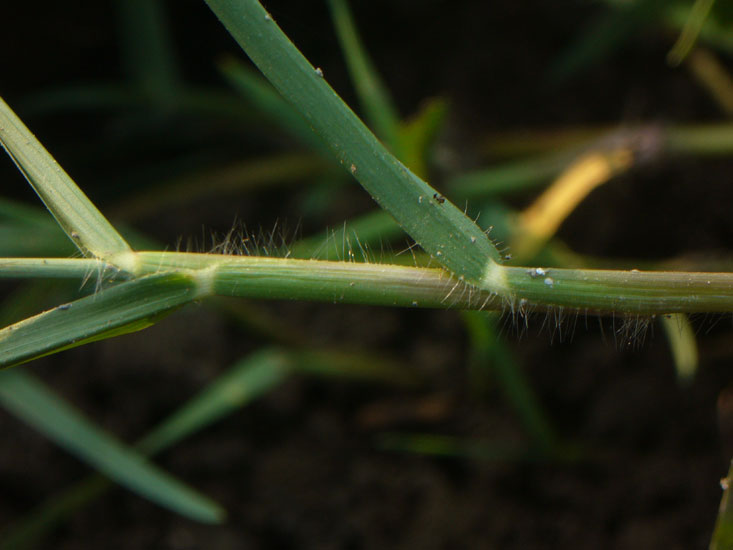 Paspalum paspaloides / Panico acquatico