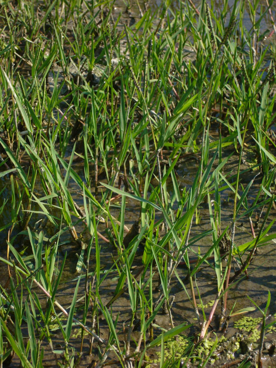Paspalum paspaloides / Panico acquatico