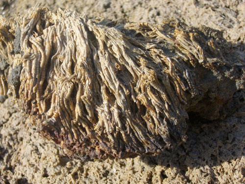 In acque salmastre reef a serpulidi
