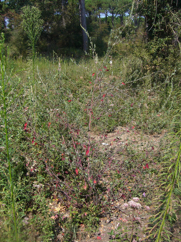 Chenopodium album sl.