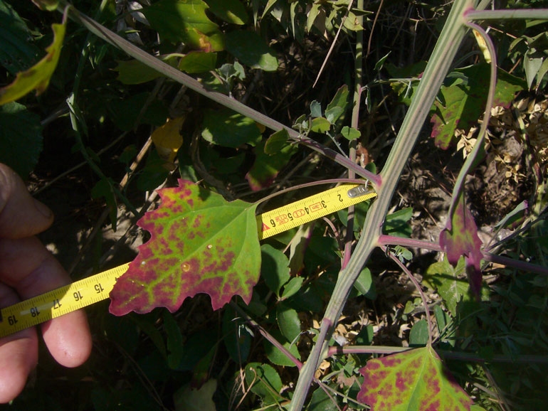 Chenopodium album sl.