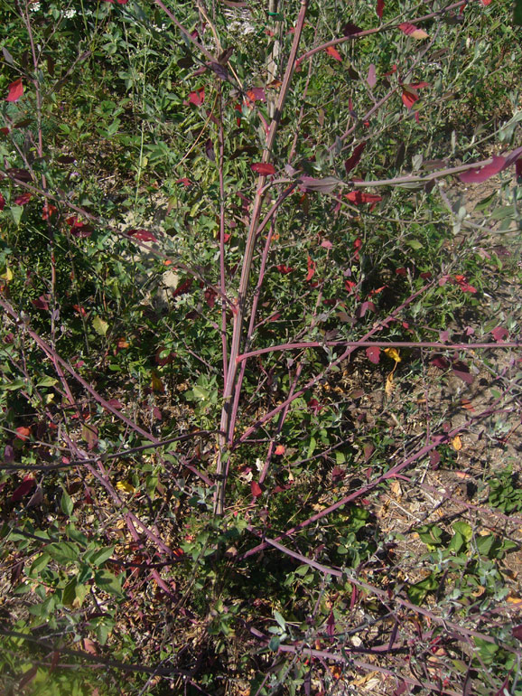 Chenopodium album sl.