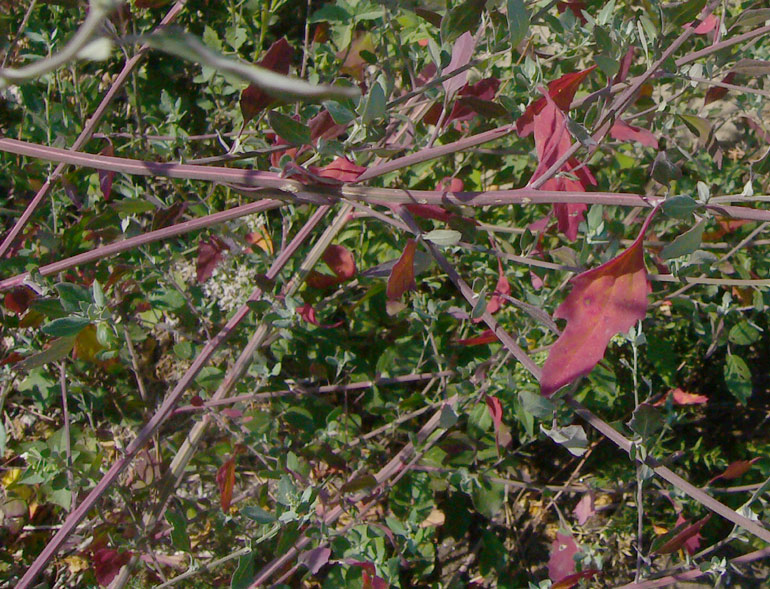 Chenopodium album sl.