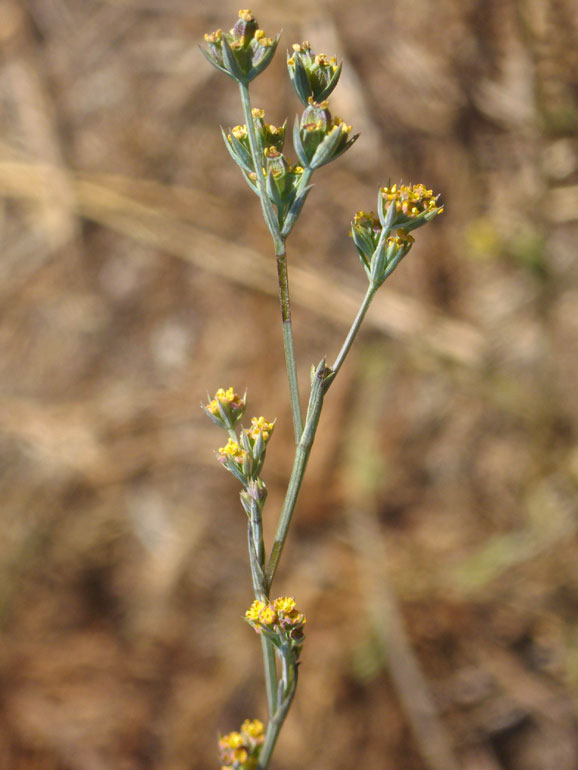 Bupleurum tenuissimum / Bupleuro grappoloso