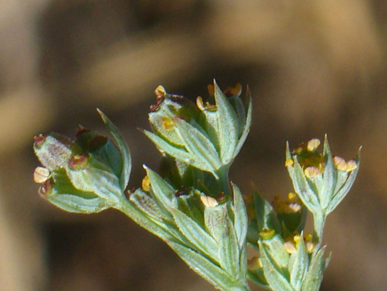 Bupleurum tenuissimum / Bupleuro grappoloso