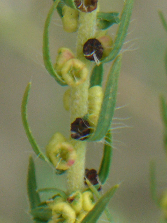 Bassia scoparia (=Kochia scoparia( / Granata comune