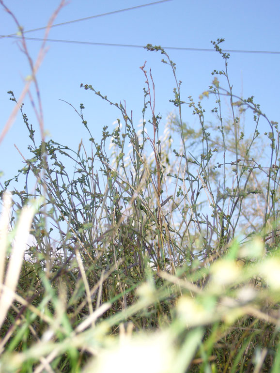 Bupleurum tenuissimum / Bupleuro grappoloso