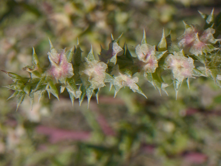 Salsola kali e Salsola soda a confronto