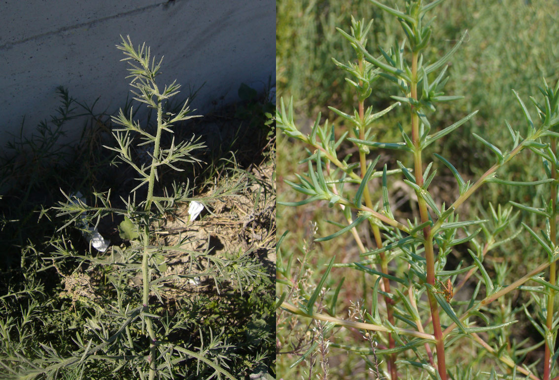 Salsola kali e Salsola soda a confronto