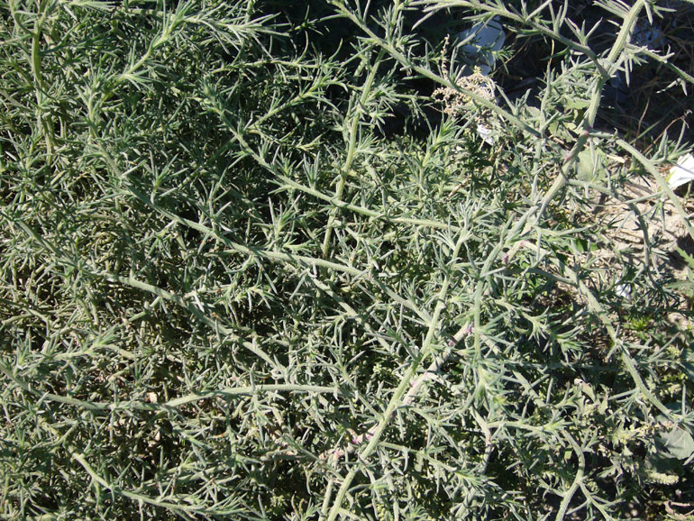 Salsola kali e Salsola soda a confronto