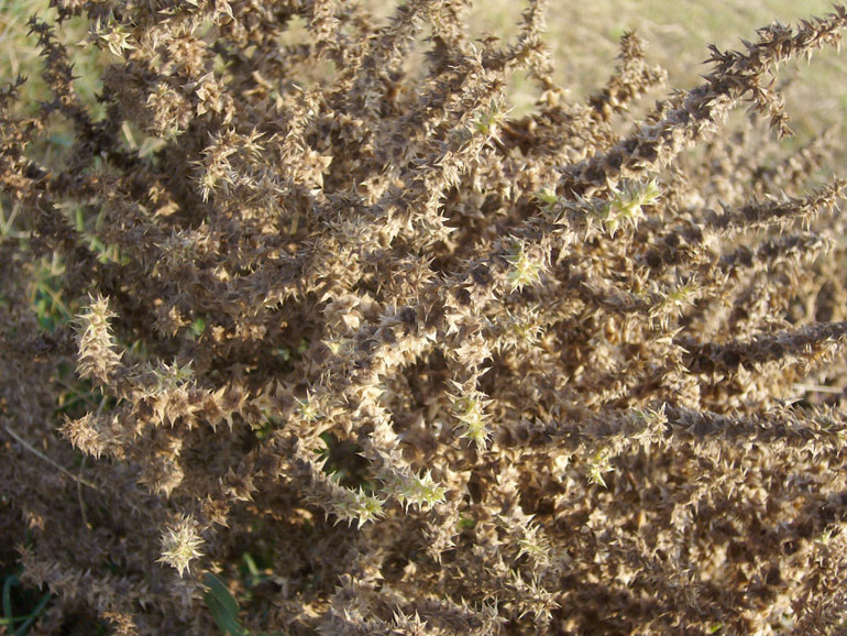 Salsola kali e Salsola soda a confronto