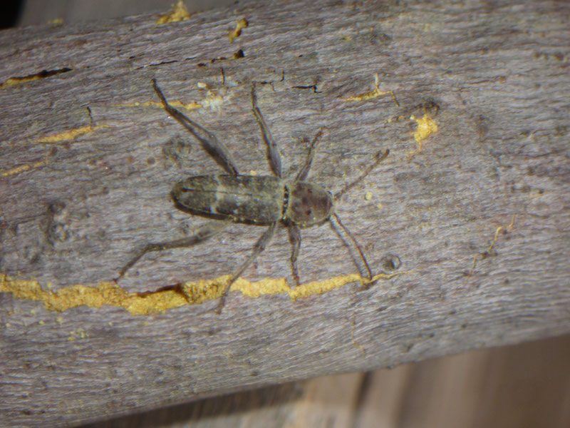 Cerambicidi