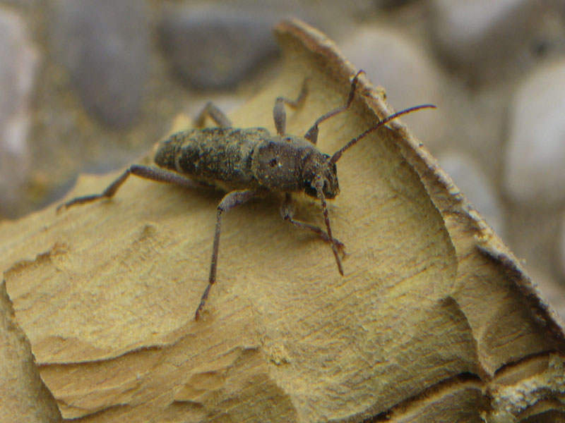 Cerambicidi