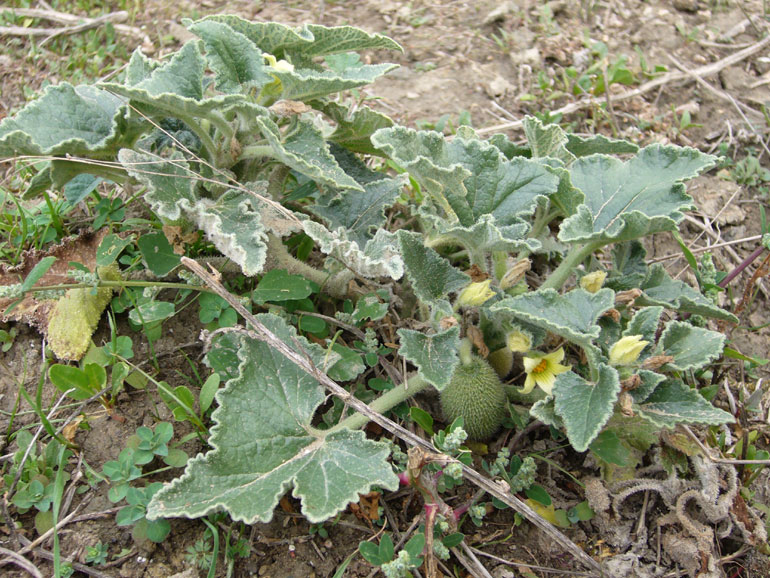 Ecballium elaterium / Cocomero asinino