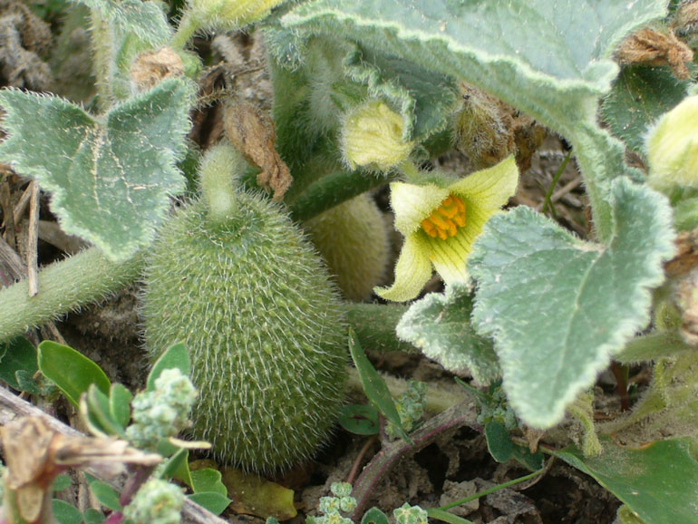 Ecballium elaterium / Cocomero asinino