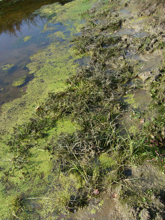 Cyperus fuscus / Zigolo nero