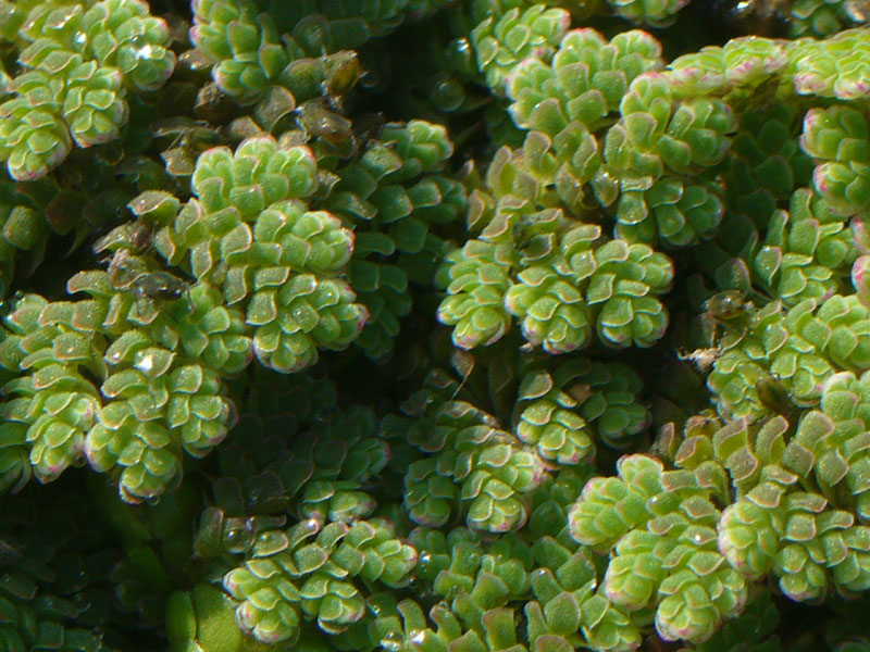 Azolla filiculoides / Azolla maggiore