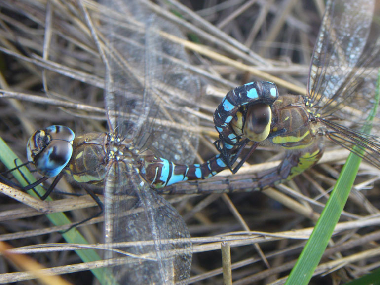 Accoppiamento in ottobre: Aeshna mixta