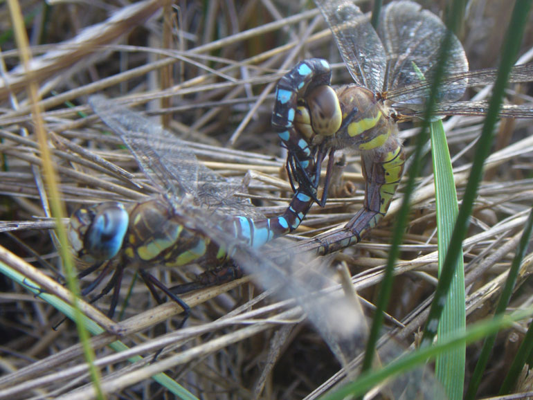 Accoppiamento in ottobre: Aeshna mixta