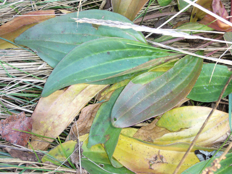Distinzione tra Plantago cornuti e Plantago major